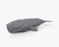 マッコウクジラ 3Dモデル
