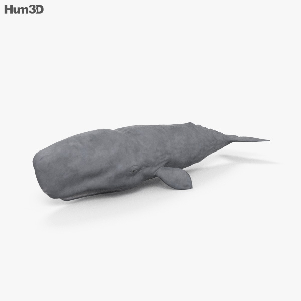 Sperm Whale 3D model