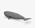 Sperm Whale 3d model