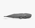 Sperm Whale 3d model