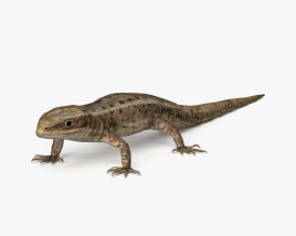 Common Lizard 3D model