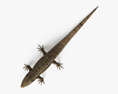 Common Lizard 3d model