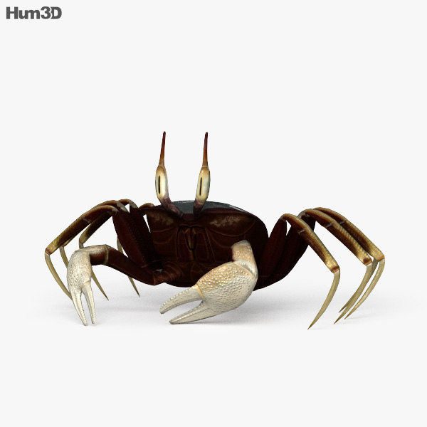 Horned Ghost Crab 3D model