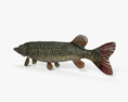 Northern Pike 3d model