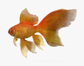 Peixe dourado da cauda do véu Modelo 3d