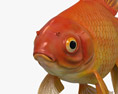 Pesci rossi Fantail Modello 3D