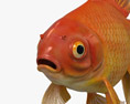 Pesci rossi Fantail Modello 3D