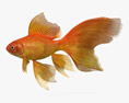 Schleierschwanz-Goldfisch 3D-Modell