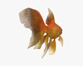 Goldfish cola de velo Modelo 3D
