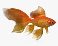 Peixe dourado da cauda do véu Modelo 3d