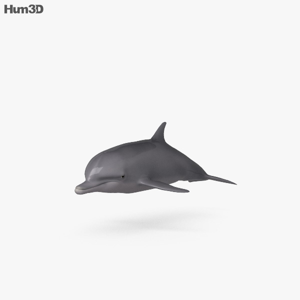 Grand dauphin Modèle 3D