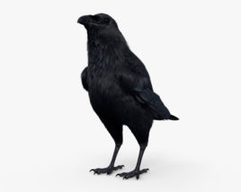 Raven 3D model
