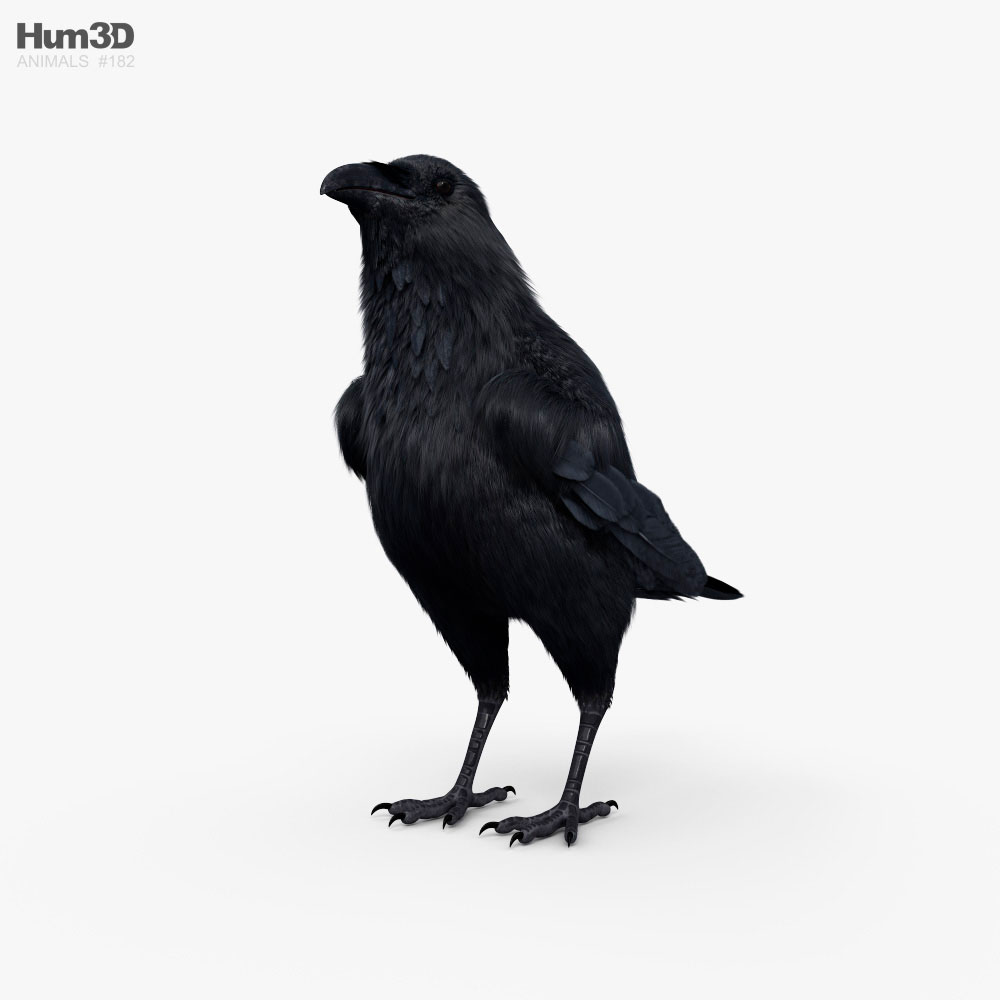 Raven 3D model