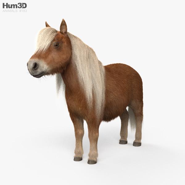 Shetland Pony 3D model