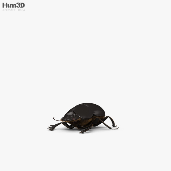 Escarabajo Modelo 3D