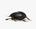 Scarab beetle 3d model