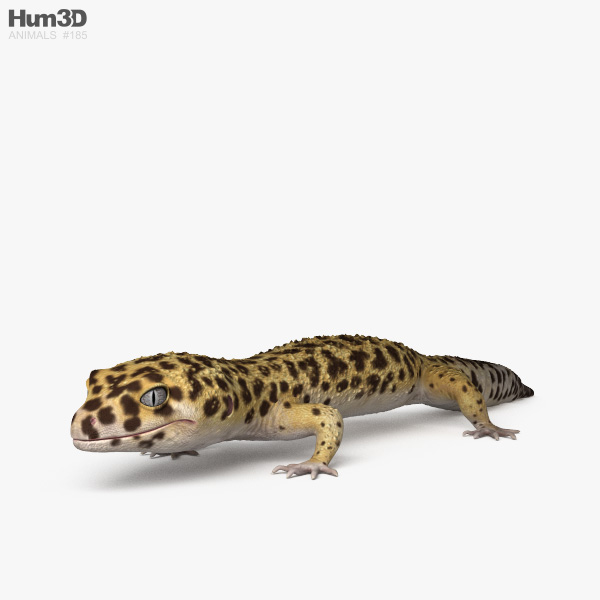 Common Leopard Gecko 3D model