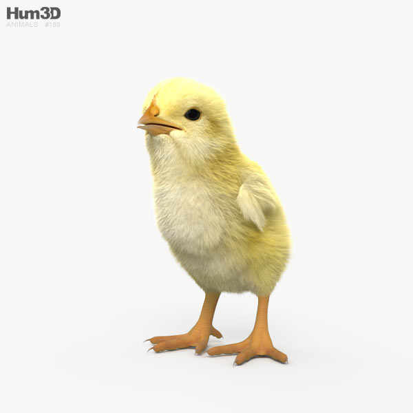 Chick 3D model