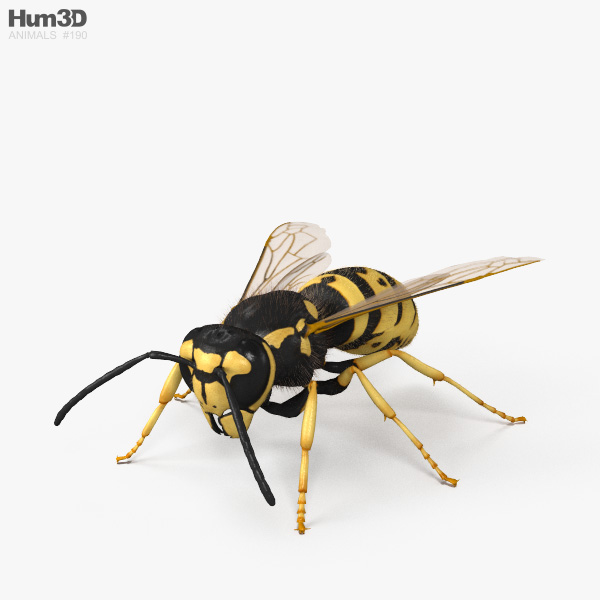 European Wasp 3D model