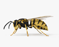 European Wasp 3d model
