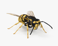 European Wasp 3d model
