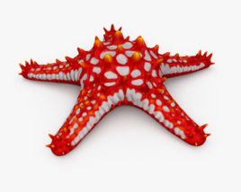 Stella marina dai corni rossi Modello 3D