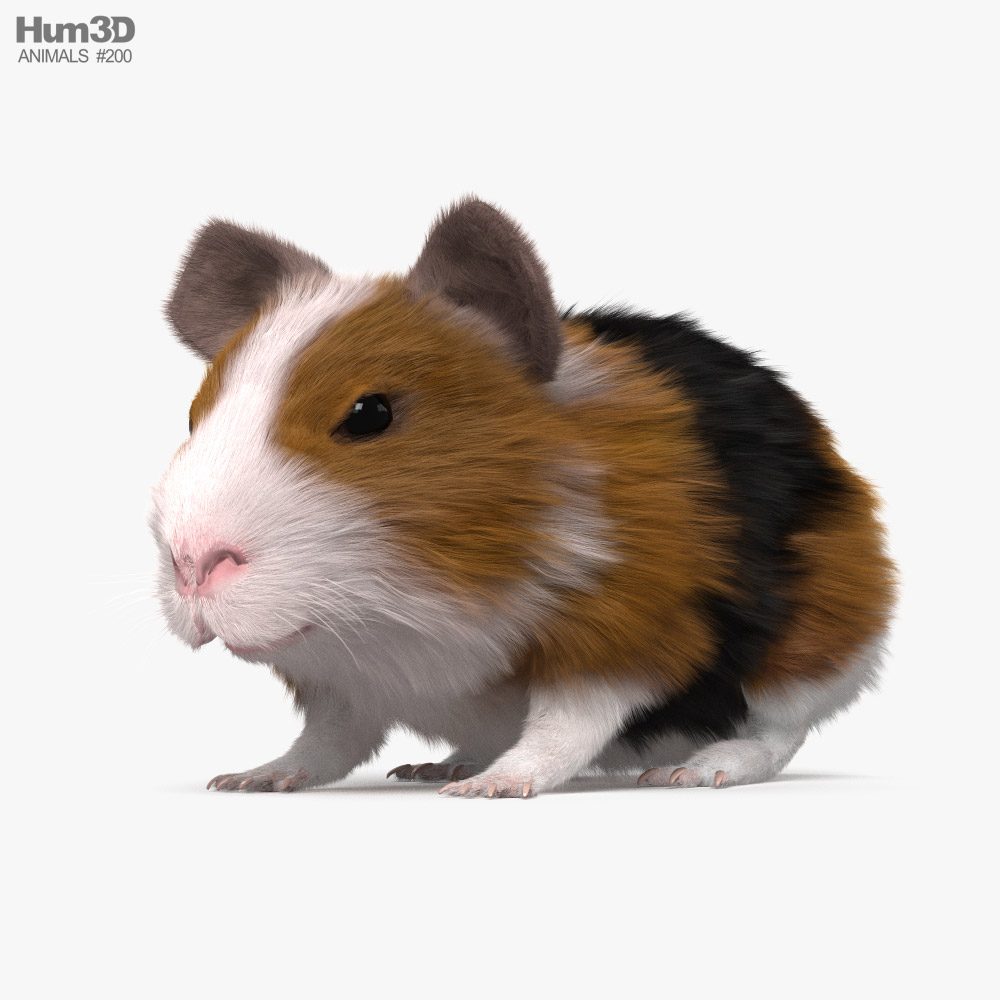 Hausmeerschweinchen 3D-Modell