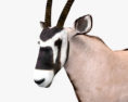 Oryx Modèle 3d