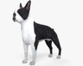 Boston Terrier 3d model