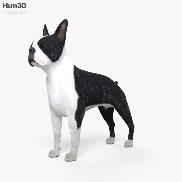 Boston terrier Modelo 3D