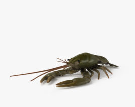 Crayfish 3D model
