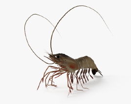 Shrimp 3D model