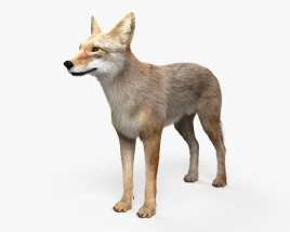 Coyote 3D model