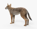 Coyote 3d model