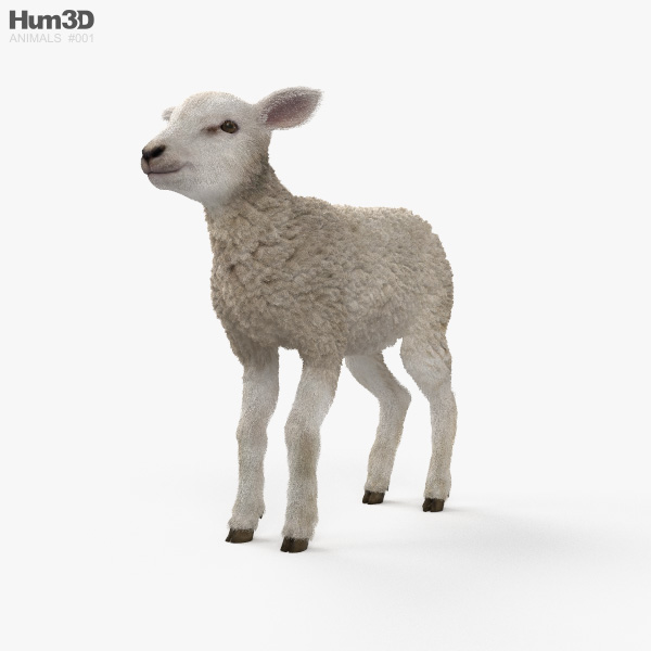 Lamb 3D model