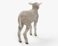 Lamb 3d model
