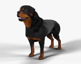 Rottweiler 3D model