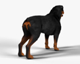 Rottweiler 3d model