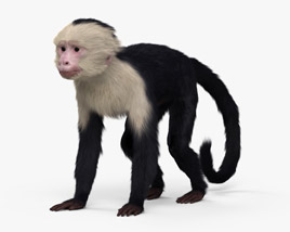 Capuchin monkey 3D model