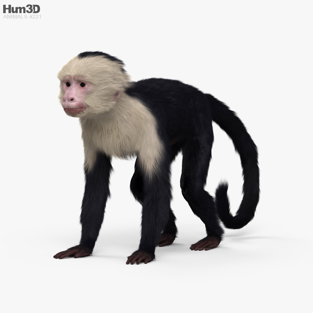 Capuchin monkey 3D model