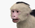 Capuchin monkey 3d model