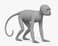 Capuchin monkey 3d model