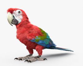 Red-and-Green Macaw 3D model