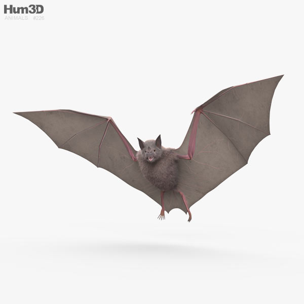 Common Bat 3D model