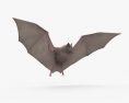Pipistrello comune Modello 3D