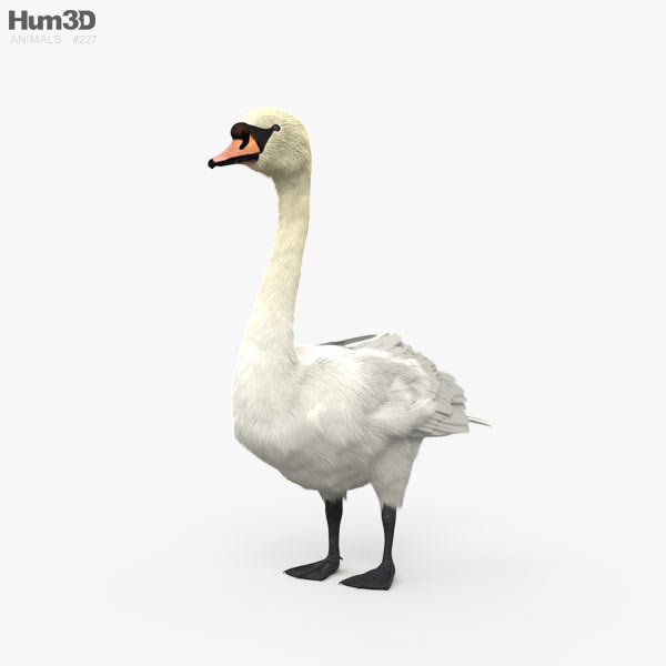 Cisne vulgar Modelo 3D