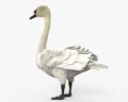 Mute Swan 3d model