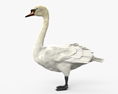 Mute Swan 3d model