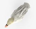 Cisne-branco Modelo 3d