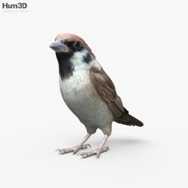 Sparrow 3D model